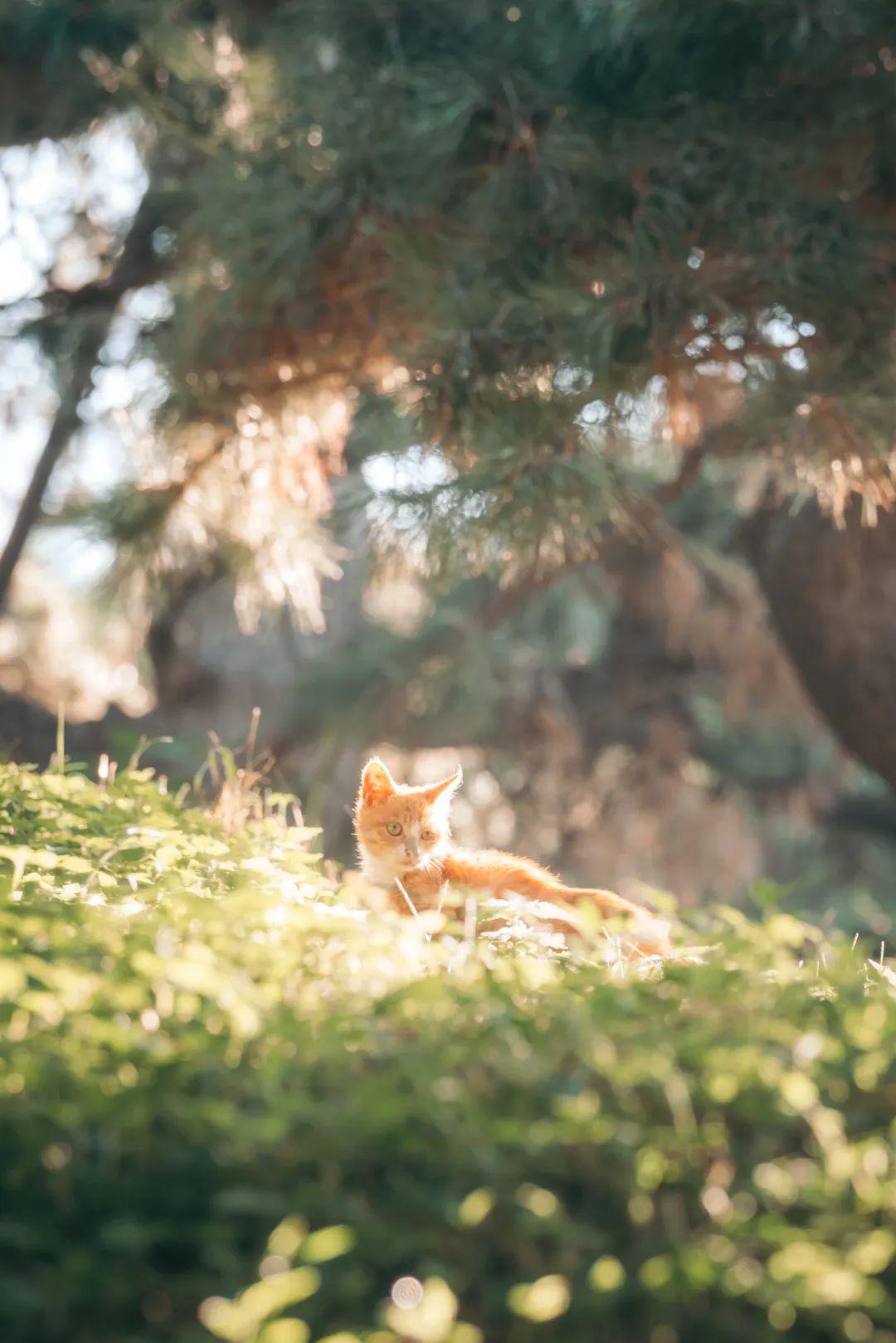 395ce71d2db44ae89a4b6e2c3540aa63.jpg 395ce71d2db44ae89a4b6e2c3540aa63.jpg